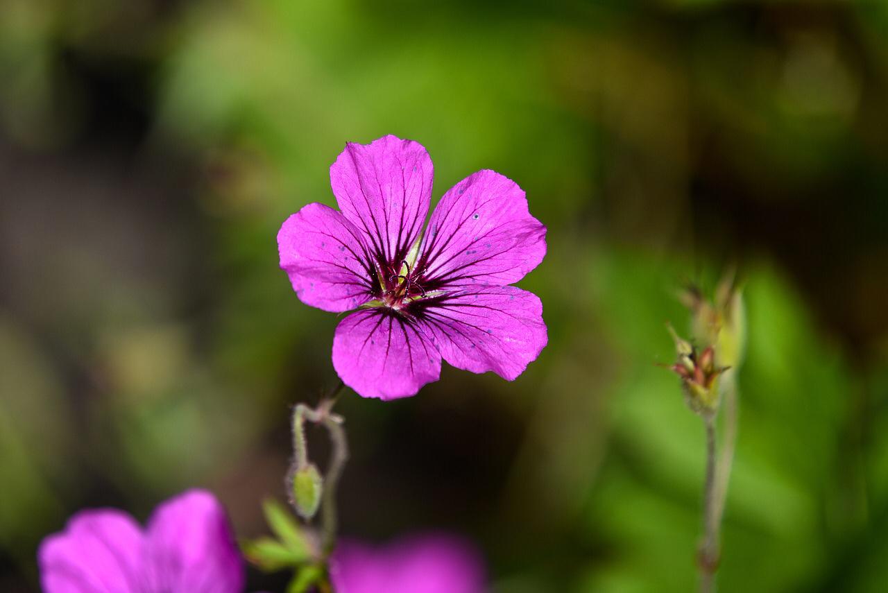 Bougie géranium