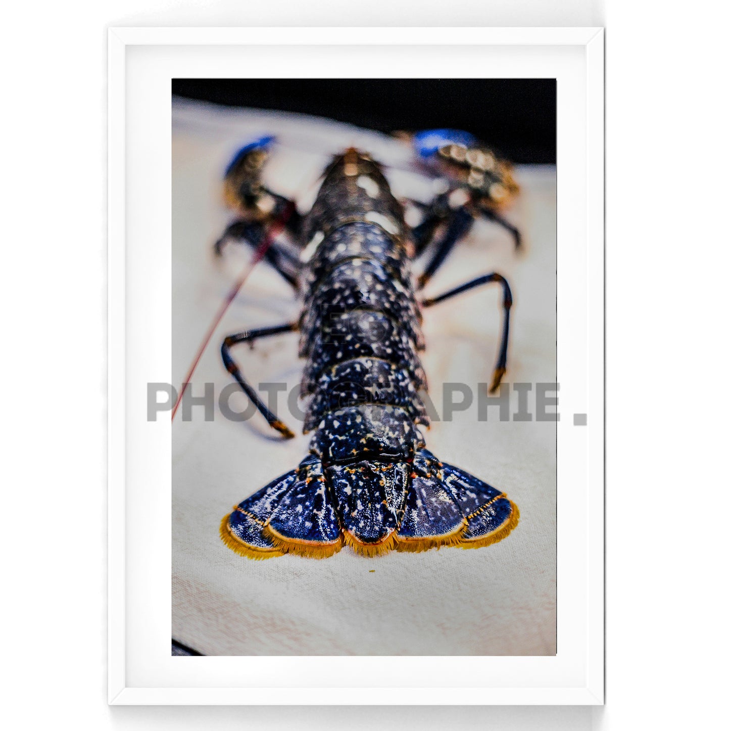 Homard Bleu