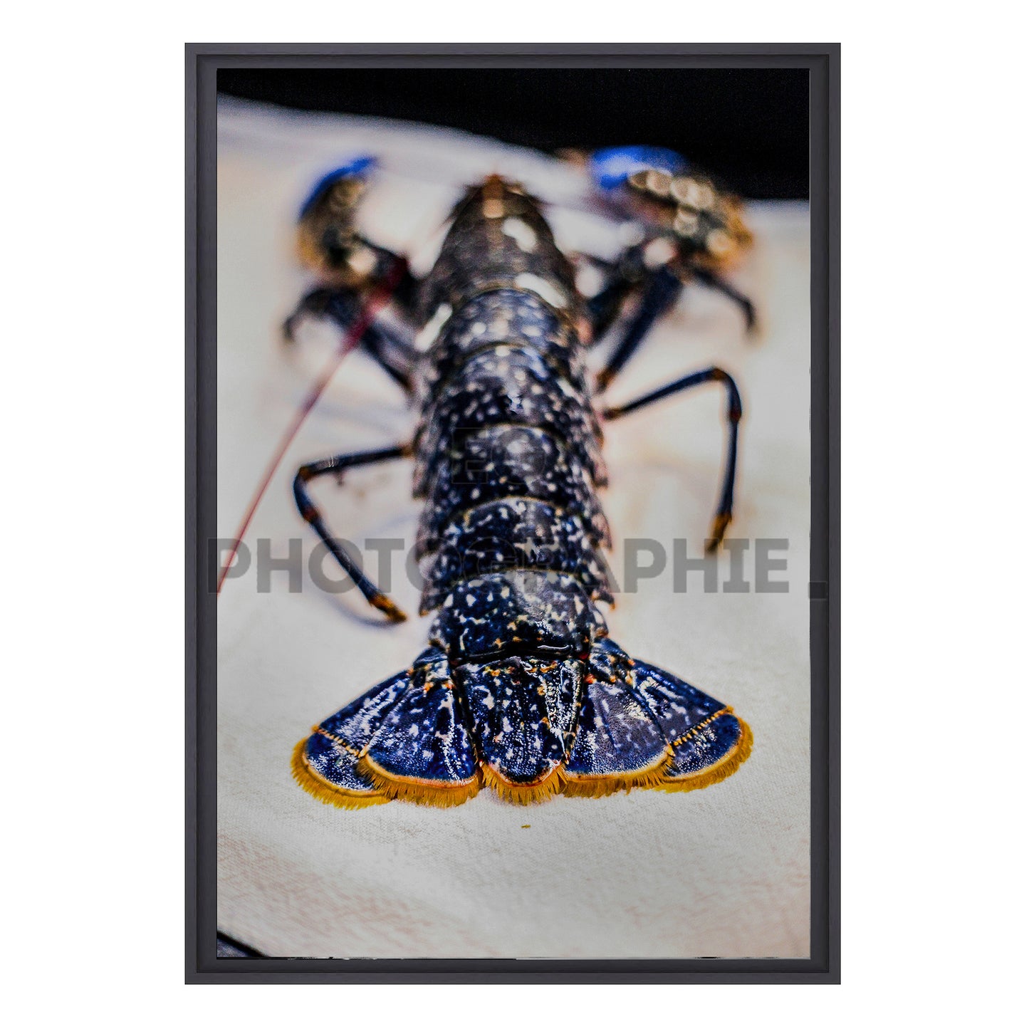 Homard Bleu