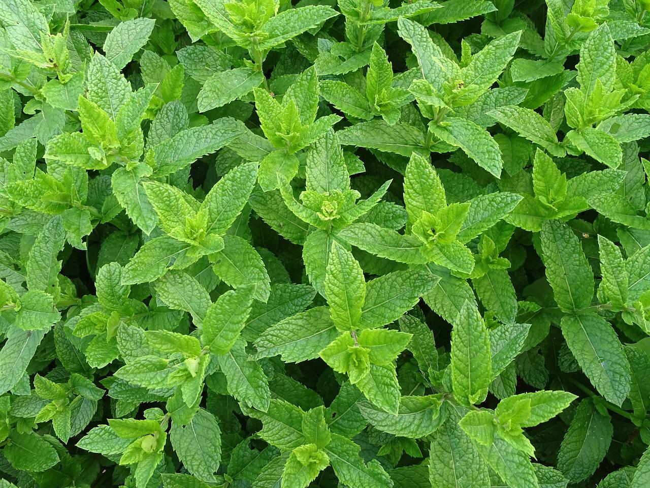 Huile de menthe poivrée
