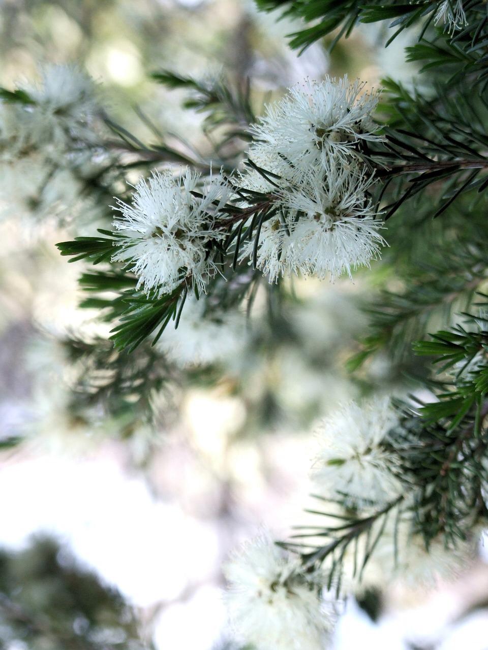 Roll tea tree