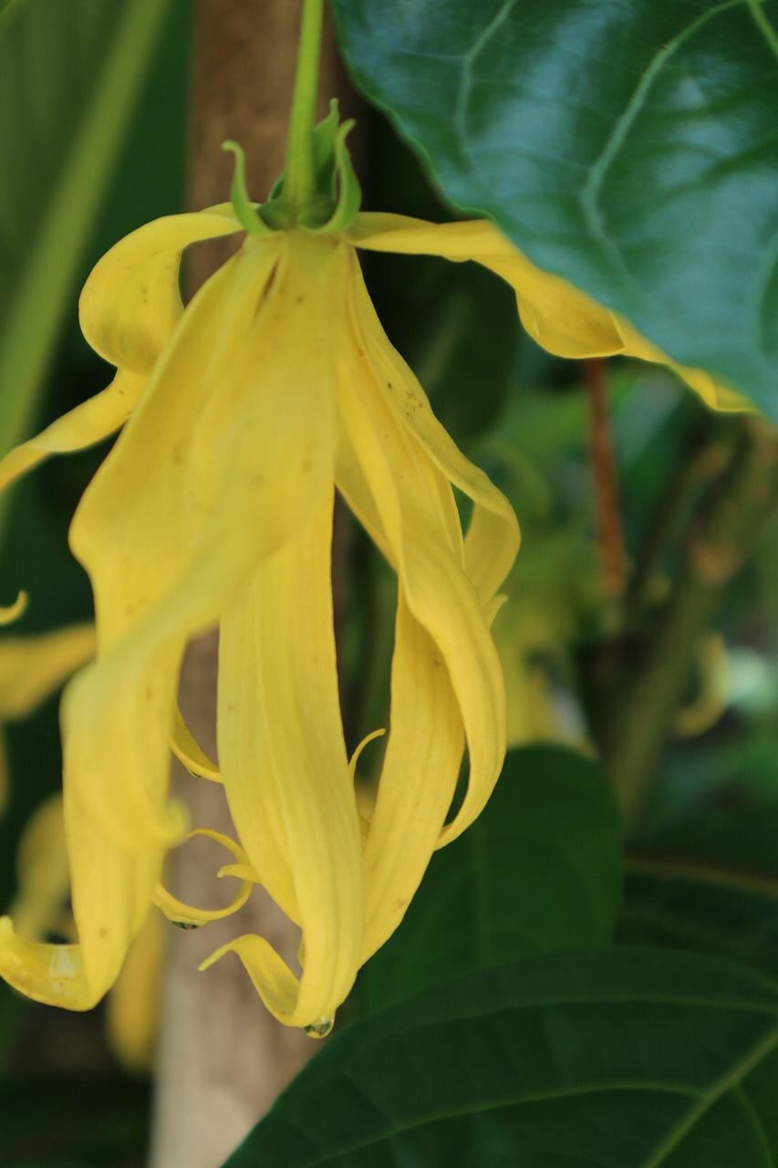 Roll ylang ylang